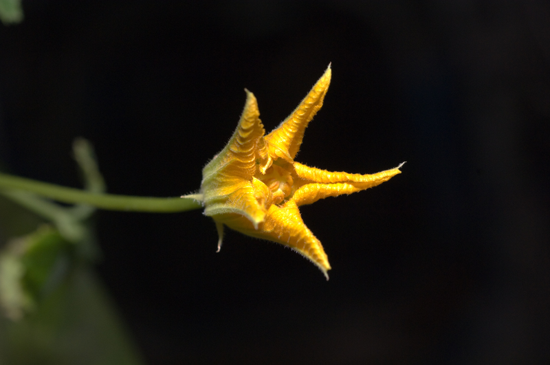 Illustration for article titled The First Space Flower Bloomed Decades Ago, Not This Week